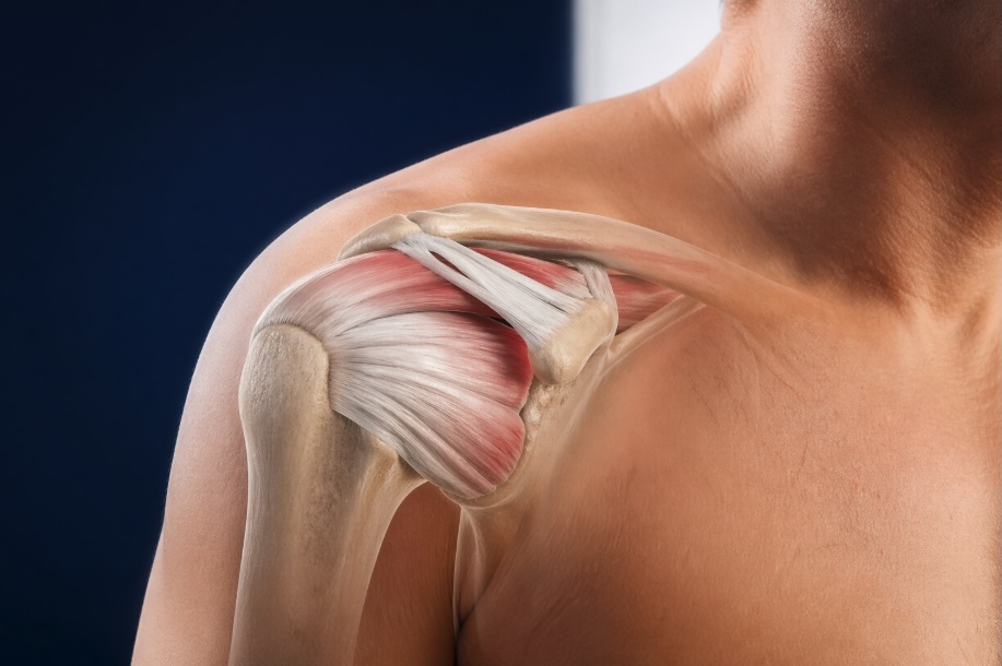 A close-up, photorealistic medical illustration of a human shoulder joint with a semi-transparent overlay showing the rotator cuff tendons. The image is set against a smooth gradient background transitioning from deep navy to white, with soft, clinical lighting that creates a calm and professional appearance.