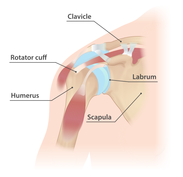 new york shoulder surgeon slap tear labrum tear