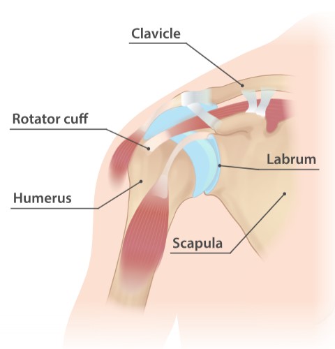 labrum tear shoulder doctor ny - photo from Injurymap https://www.injurymap.com/free-human-anatomy-illustrations